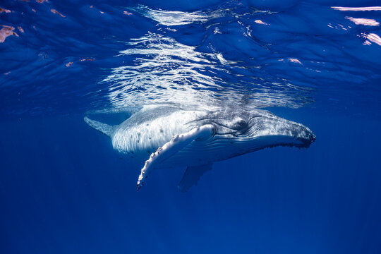 White Humpback Whale