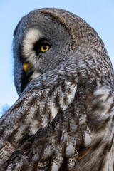 extreme close up of a great grey owl