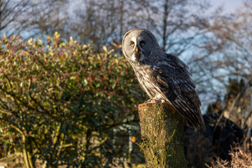 great grey owl perched on sawn tree