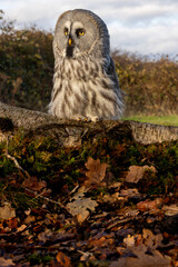 great grey owl on a branch