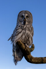 Solitary great grey owl against bright blue sky