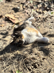 Fototapeta premium Tabby cat lying on the ground