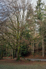 Obraz premium large moss covered tree at Carkeek Park, Seattle