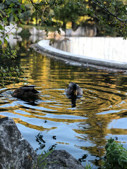 Goose standing in a pond