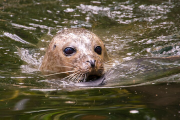 Common or harbor seal baby © belizar