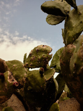 Prickly pear in the sky