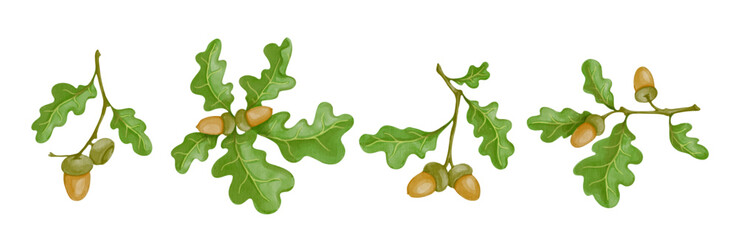 Set of colorful oak branches with acorns. Vector graphics.
