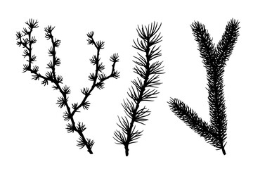 Set of silhouettes, doodles of coniferous branches of spruce and pine. Vector graphics.