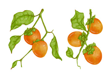 Set of juicy, ripe fruits persimmons.Vector graphics.