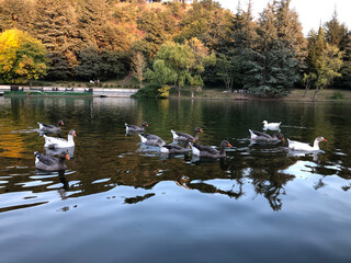 Goose standing in a pond