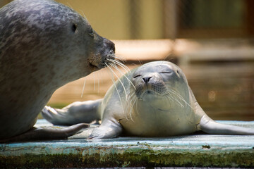 Common or harbor seal baby © belizar