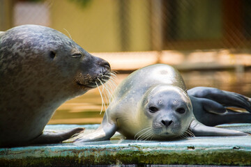 Common or harbor seal baby © belizar