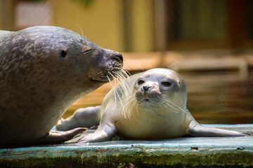 Common or harbor seal baby © belizar