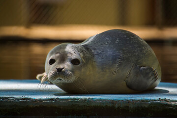 Common or harbor seal baby