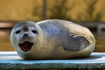 Common or harbor seal baby © belizar