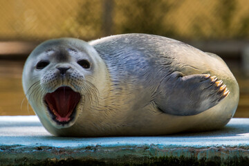 Common or harbor seal baby © belizar
