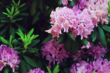 pink flowers
