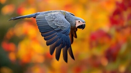 Obraz premium African Grey Parrot in Flight Autumn Colors Wildlife Photography