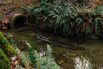 Piper's Creek with dead salmon at Carkeek Park in Seattle, Washington