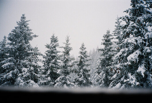 Snowy firs from the lift's window