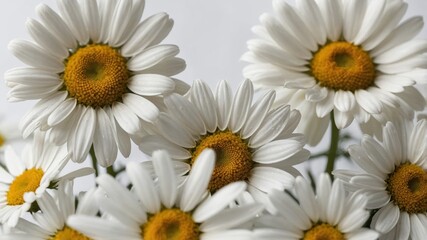 Obraz premium Chamomile flower pattern with soft shadows