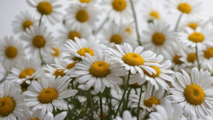 Fototapeta premium Chamomile flower pattern with soft shadows display