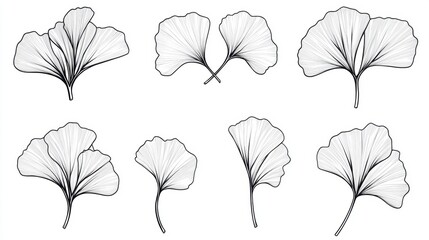 Obraz premium Ginkgo biloba plant leaf closeup view.