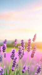 Fototapeta premium Serene Lavender Field at Sunset with Purple Blooms
