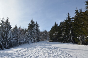A winter landscape covered in snow, with a lone tree standing out. The tree is heavily laden with snow, its branches bent under the weight of the white blanket.