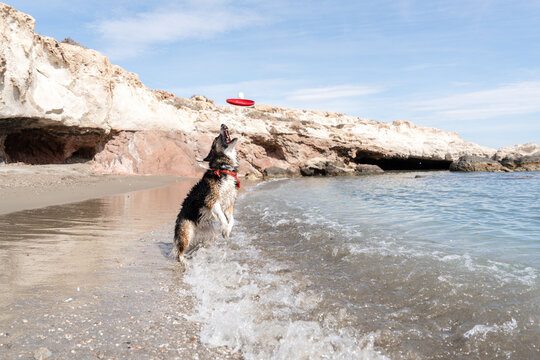 Happy dog jumping catching frisbee playing on beach