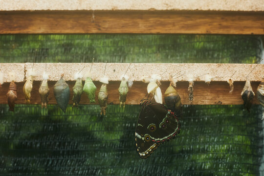 Butterfly states, nature