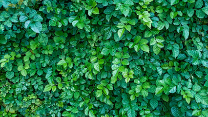 Fototapeta premium a wall all covered by overgrown leaves