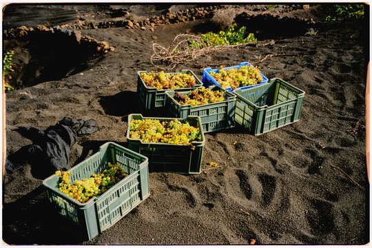 35mm scanned image of containers brimming with freshly picked grapes