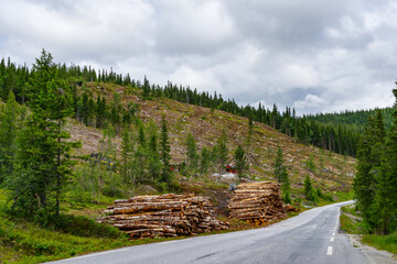 Clear-Cut Forest with Logging Road and Stacked Timber – A Visual of Deforestation's Environmental Impact