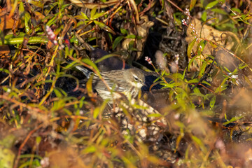 bird in the grass