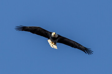 bald eagle in flight