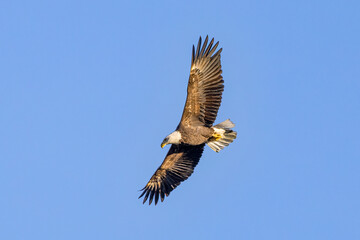 Obraz premium bald eagle in flight