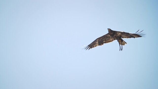 Swainson's Hawk flying through the sky gliding in slow motion in the Utah wilderness. Eagle catchng fish and feeding in British Columbia Canada Golden Eagle Flying through the sky in slow motion in th