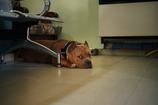 Sad American bully