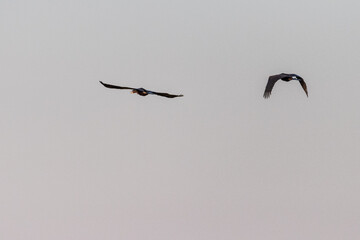 Telephoto of an African Darter - Anhinga rufa- in flight along the Chobe river, Botswana.