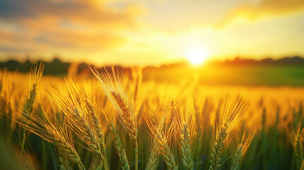 Obraz premium Sunset over a golden wheat field, with a soft focus on the grain texture and sun rays