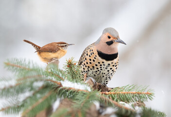 flicker woodpecker on perch in snow with wren