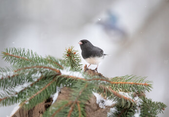 junco on pine branch in snow