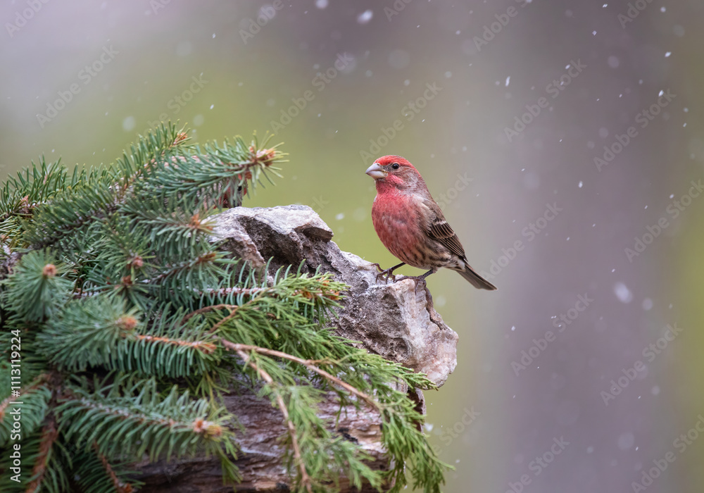 Wall mural house finch in snow