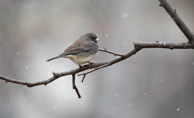 junco on branch