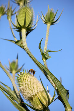 Bee on teasel flower