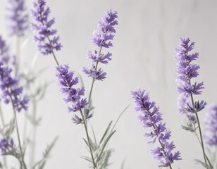 Naklejka premium Pastel lavender flowers on a white background with a subtle gradient, calm atmosphere , soft petals
