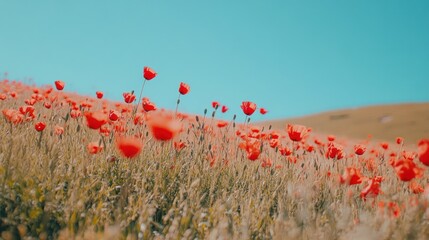 Poppy Field Under a Blue Sky