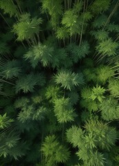 Overhead shot of a lush green bamboo forest with tall stalks and leaves , jungle scenery, tropical plants