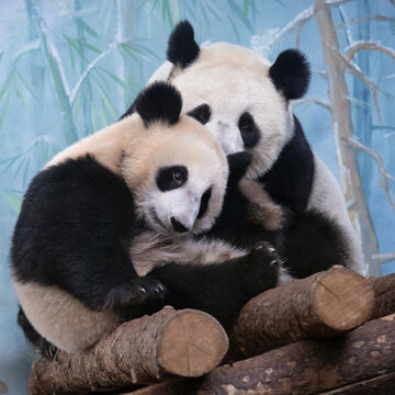 Giant pandas - Mom Din Din and daughter Katjusha at the Moscow Zoo